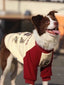 A brown and white Border Collie dog wearing a cream and maroon dog sweater with a graphic print of teddy bears and text.
