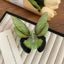 Green butterfly hair claw clip on a textured surface