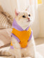 A light-colored cat with blue eyes wearing an orange and purple hoodie.
