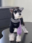Miniature Schnauzer dog wearing a black and lavender color-blocked fleece sweater with a decorative silver chain detail around the mock neck.