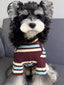 A miniature schnauzer dog wearing a striped long-sleeved shirt, sitting on a gray sofa.