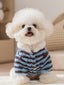 A white Bichon Frise dog wearing a blue and brown striped fleece hoodie.