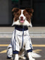 Border Collie dog wearing a grey dog jacket with navy blue collar and cuffs, sitting outdoors.