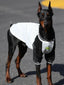 Doberman Pinscher wearing a black and white mesh tank top with athletic trim.