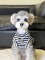 A miniature schnauzer dog wearing a black and white striped dog vest with a heart-shaped tag.