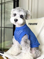 Miniature schnauzer wearing a blue checkered mesh knit dog sweater, sitting on a white chair.