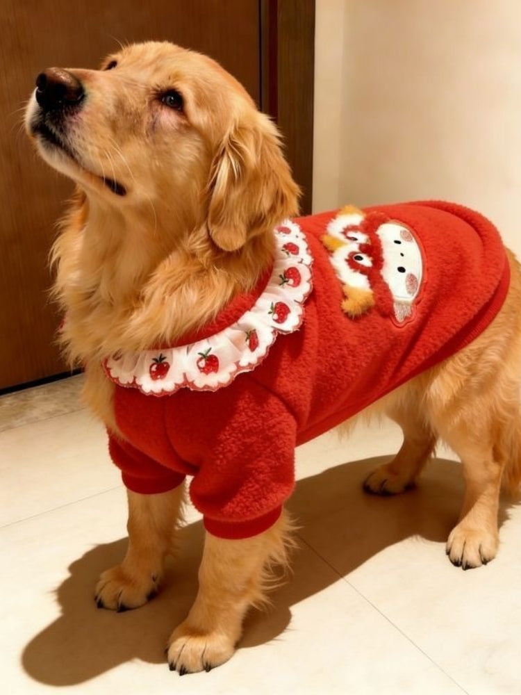 Golden retriever dog looking up while wearing a red fleece sweater