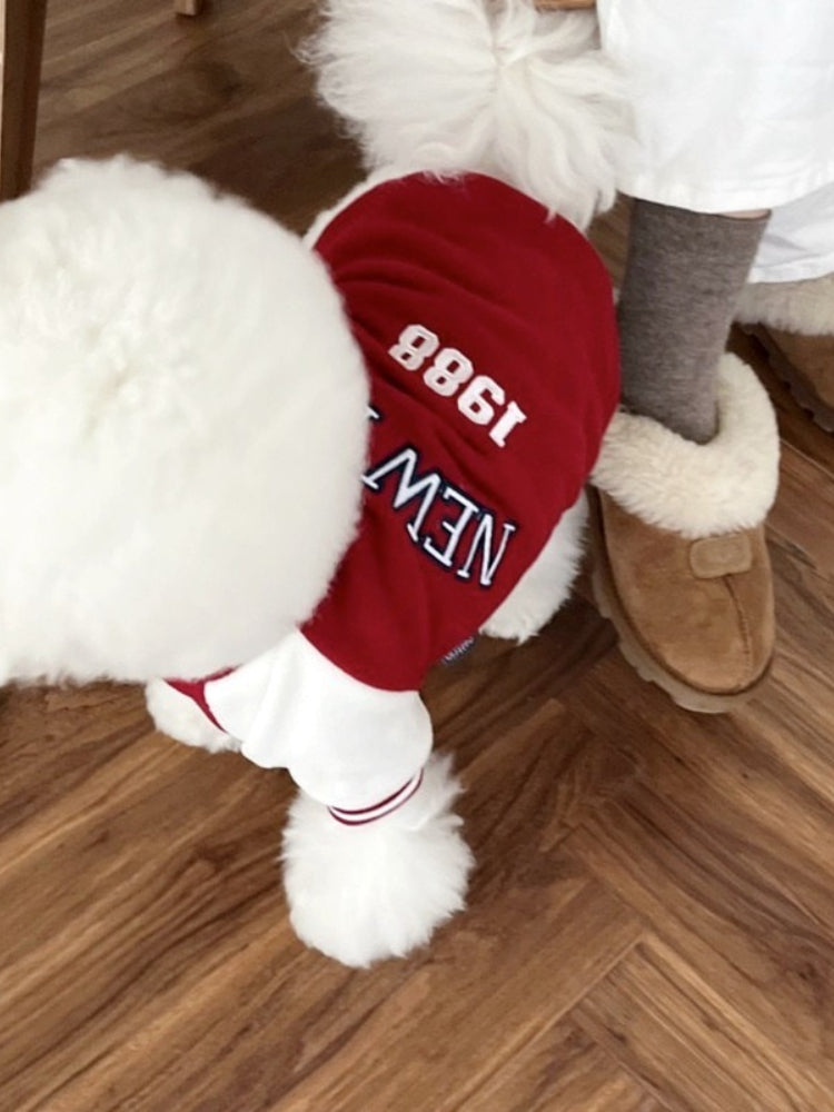 Close-up of the back of a white poodle wearing a red baseball jacket with 'New York 1988' on the back.