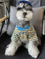 Miniature schnauzer dog wearing a striped t-shirt and blue baseball cap
