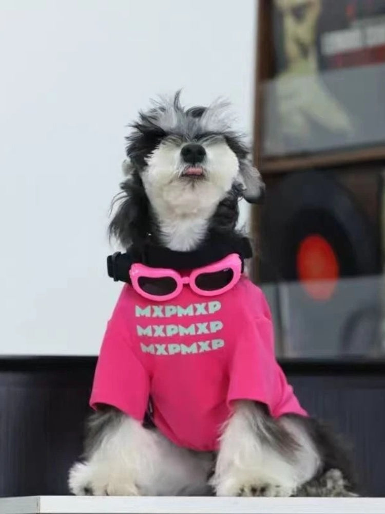 Miniature schnauzer dog wearing a pink t-shirt and sunglasses, sticking its tongue out