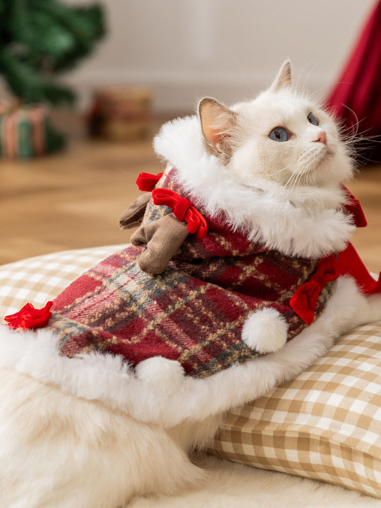 Close-up of a white cat with blue eyes wearing a holiday cape with faux fur and red ribbon details.