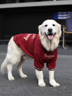 Golden Retriever dog wearing a burgundy hoodie outdoors, front view.