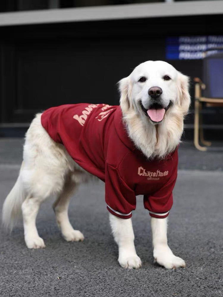 Golden Retriever dog wearing a burgundy hoodie outdoors, front view.
