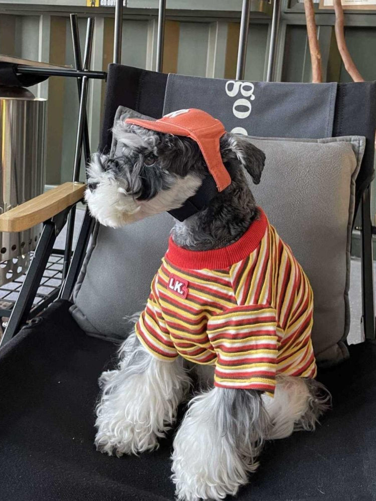 Side view of a miniature schnauzer dog in a striped t-shirt and orange baseball cap