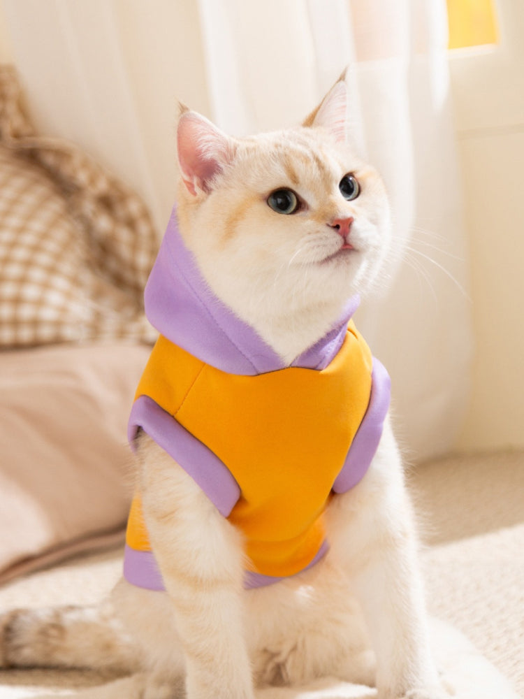 A light-colored cat with blue eyes wearing an orange and purple hoodie.