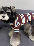 A miniature schnauzer dog standing in a striped long-sleeved shirt on a gray sofa.