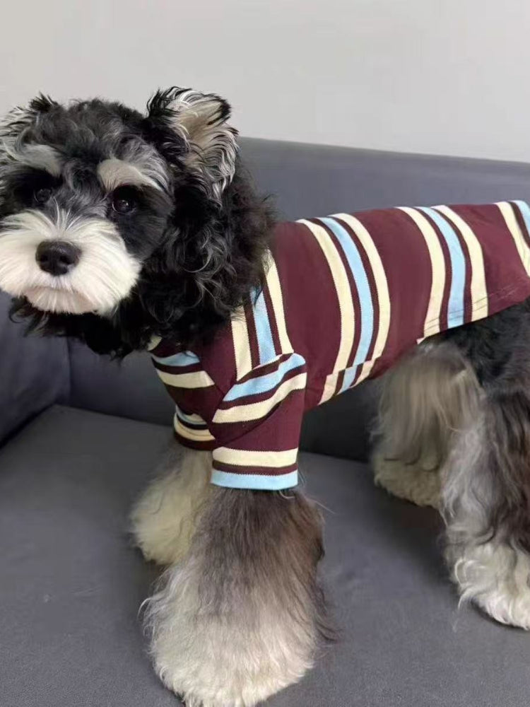 A miniature schnauzer dog standing in a striped long-sleeved shirt on a gray sofa.