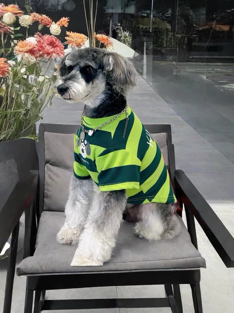 Miniature schnauzer in a green and lime striped t-shirt, sitting on a chair with flowers in the background.