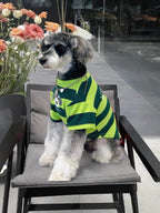 Miniature schnauzer in a green and lime striped t-shirt, sitting on a chair with flowers in the background.