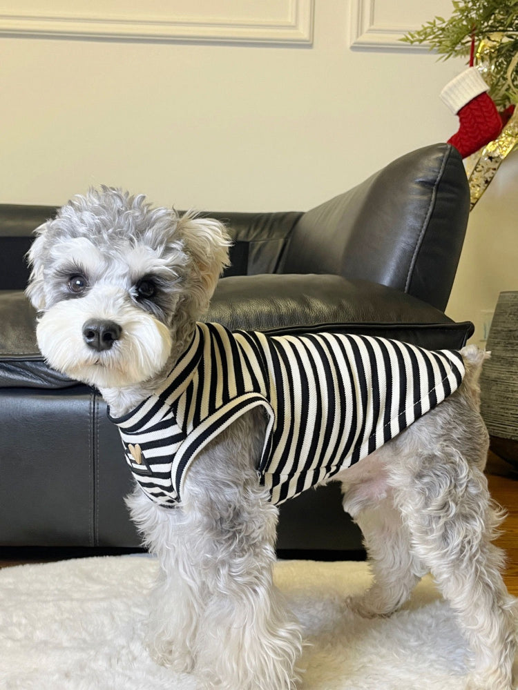 A miniature schnauzer dog standing and wearing a black and white striped dog vest.