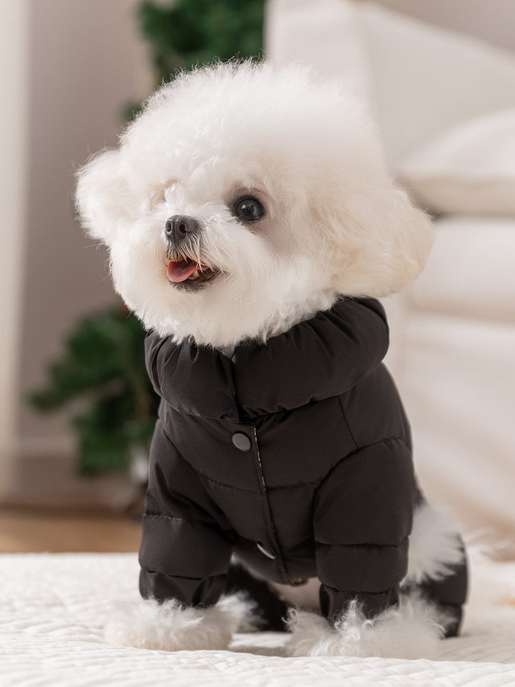 White bichon frise dog wearing a black puffer coat with a hood