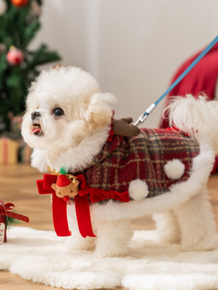 A white bichon frise dog wearing a red plaid dog coat with faux fur trim and reindeer antlers, attached to a leash.