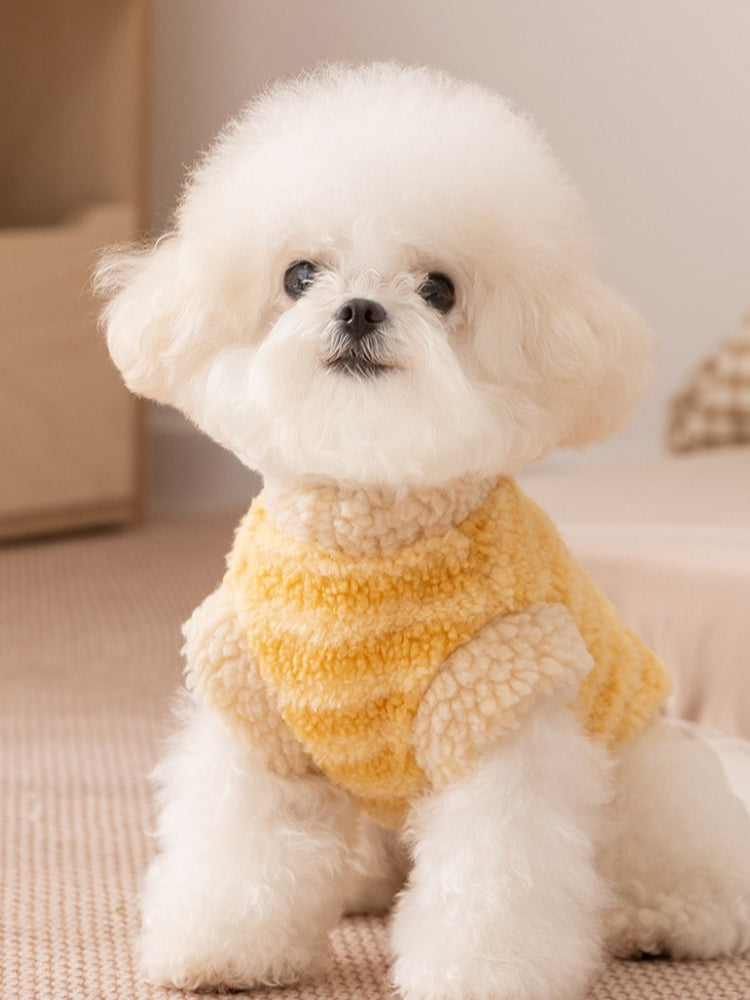 White bichon frise dog wearing a yellow striped fleece vest with sherpa trim