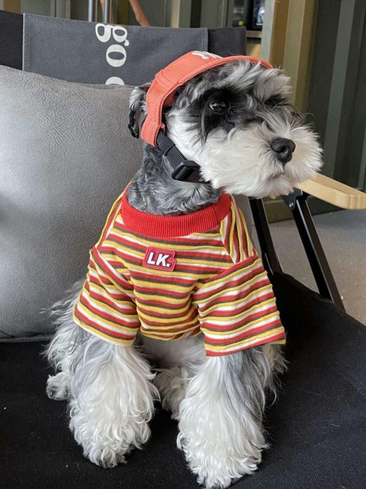 Miniature schnauzer dog wearing a striped t-shirt and orange baseball cap