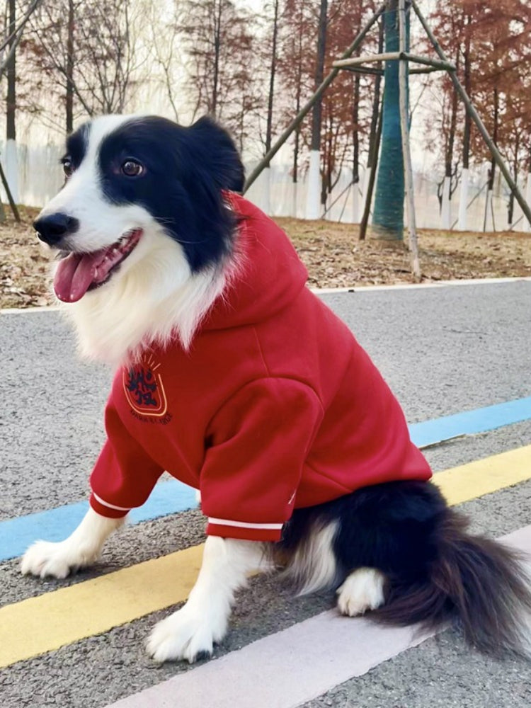 Side profile of a Border Collie dog wearing a red hooded sweatshirt, sitting on a paved path with colorful lines.
