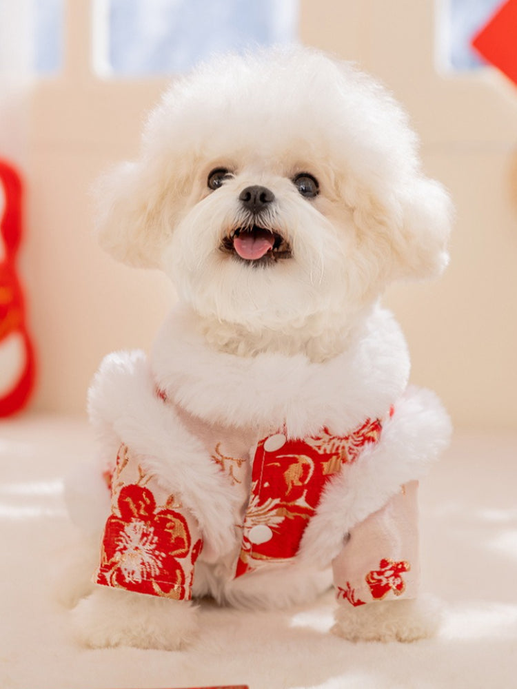 Front view of a white poodle dog wearing a red and white festive coat with embroidered floral patterns, with its mouth open and tongue out.
