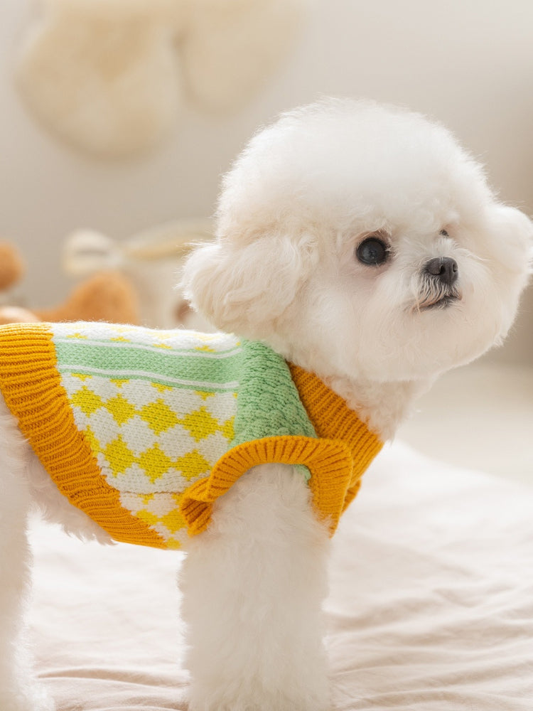 Side view of a white Bichon Frise wearing a green and yellow knit dog sweater.