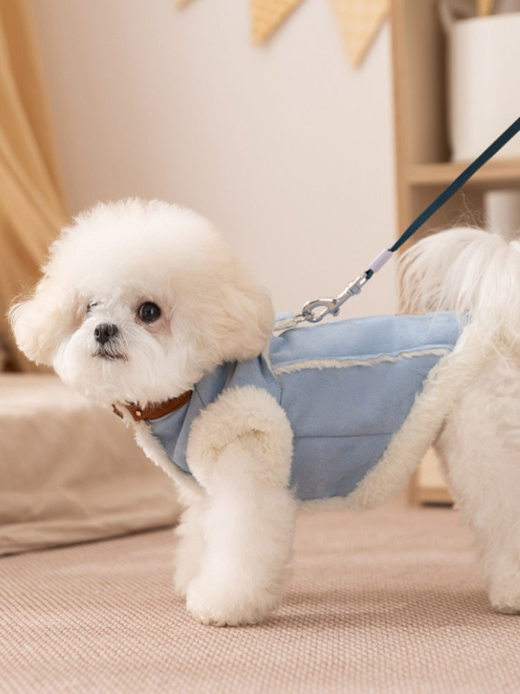 A white Bichon Frise dog wearing a light blue dog vest and brown collar is on a leash, walking indoors.