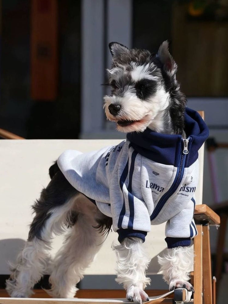 Miniature schnauzer dog standing on a chair wearing a gray zip-up jacket with navy blue trim and stripes, looking to the side