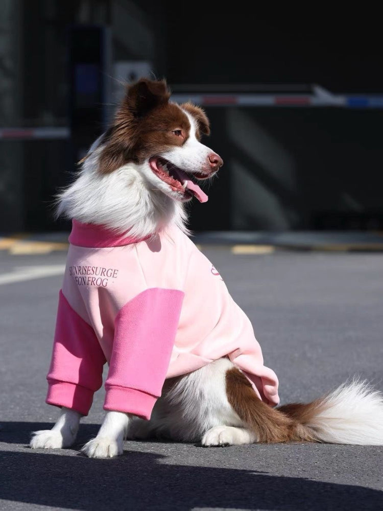 Side profile of a brown and white Border Collie dog sitting outdoors wearing a pink and light pink dog sweater with a text graphic.
