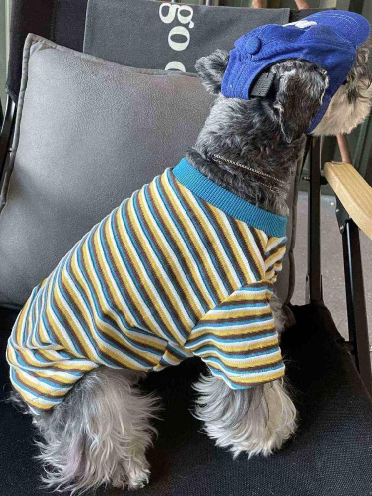 Side view of a miniature schnauzer dog in a striped t-shirt and blue baseball cap
