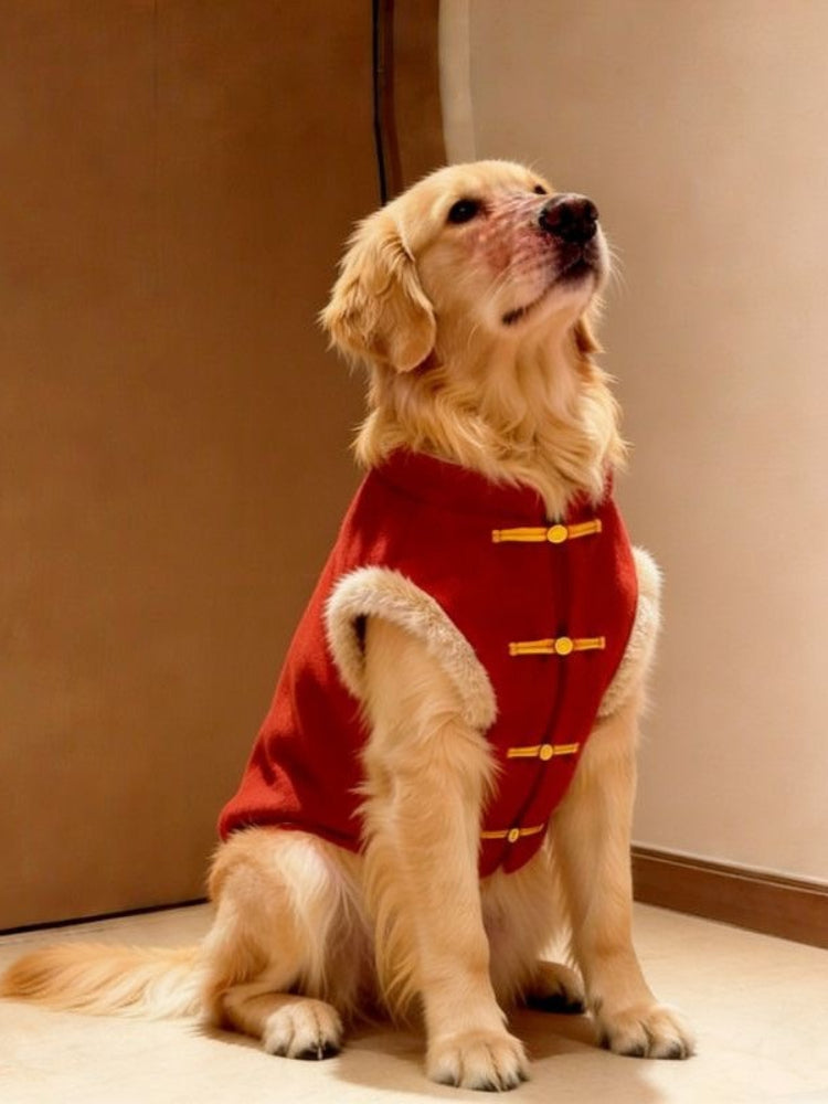 Golden Retriever dog wearing a red Chinese style vest with faux fur trim and gold frog buttons, looking up.