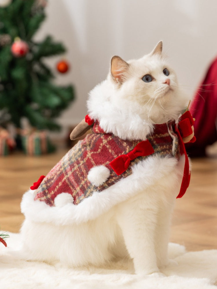 White cat sitting in a festive Christmas cape with faux fur trim and decorative bows.