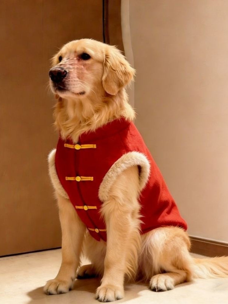 Golden Retriever dog wearing a red Chinese style vest with faux fur trim and gold frog buttons, sitting indoors.
