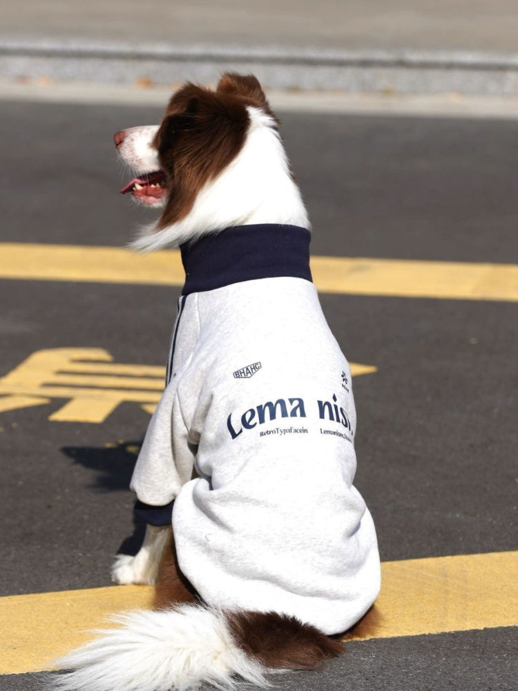 Side profile of a Border Collie dog wearing a grey dog jacket with navy blue collar and cuffs, sitting outdoors.