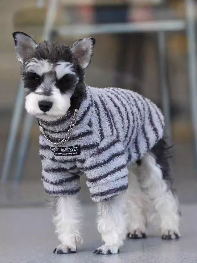 Miniature schnauzer puppy wearing a grey and white striped terry cloth dog sweater with a chain collar detail, standing.