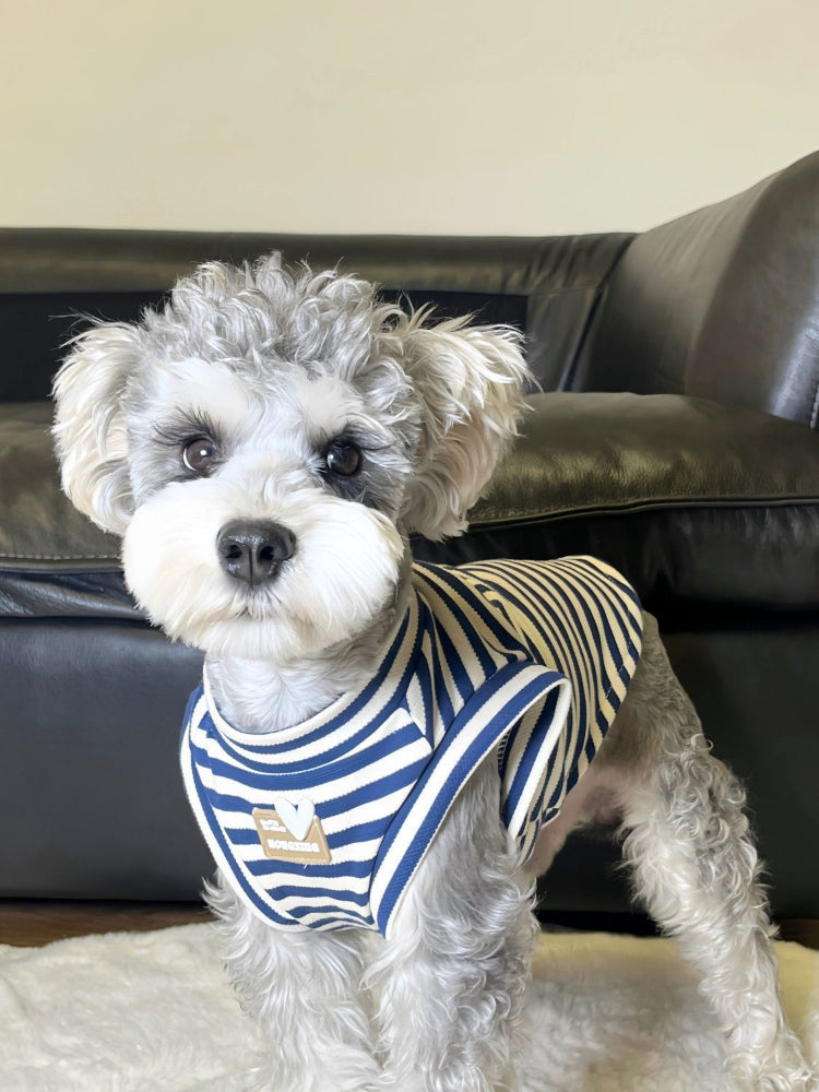 A miniature schnauzer dog wearing a blue and white striped dog vest with a heart-shaped tag.