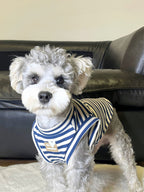 A miniature schnauzer dog wearing a blue and white striped dog vest with a heart-shaped tag.