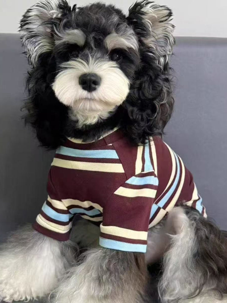 Close-up of a miniature schnauzer dog in a striped long-sleeved shirt.