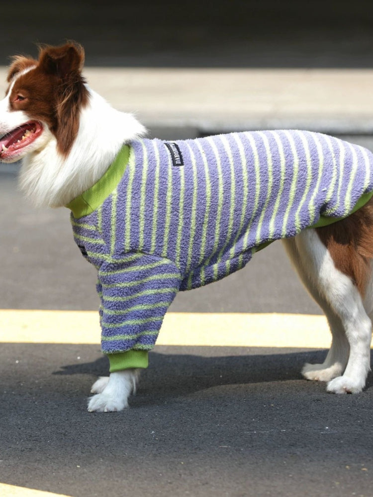 Side view of a Border Collie dog wearing a purple and green striped dog sweater, standing outdoors.