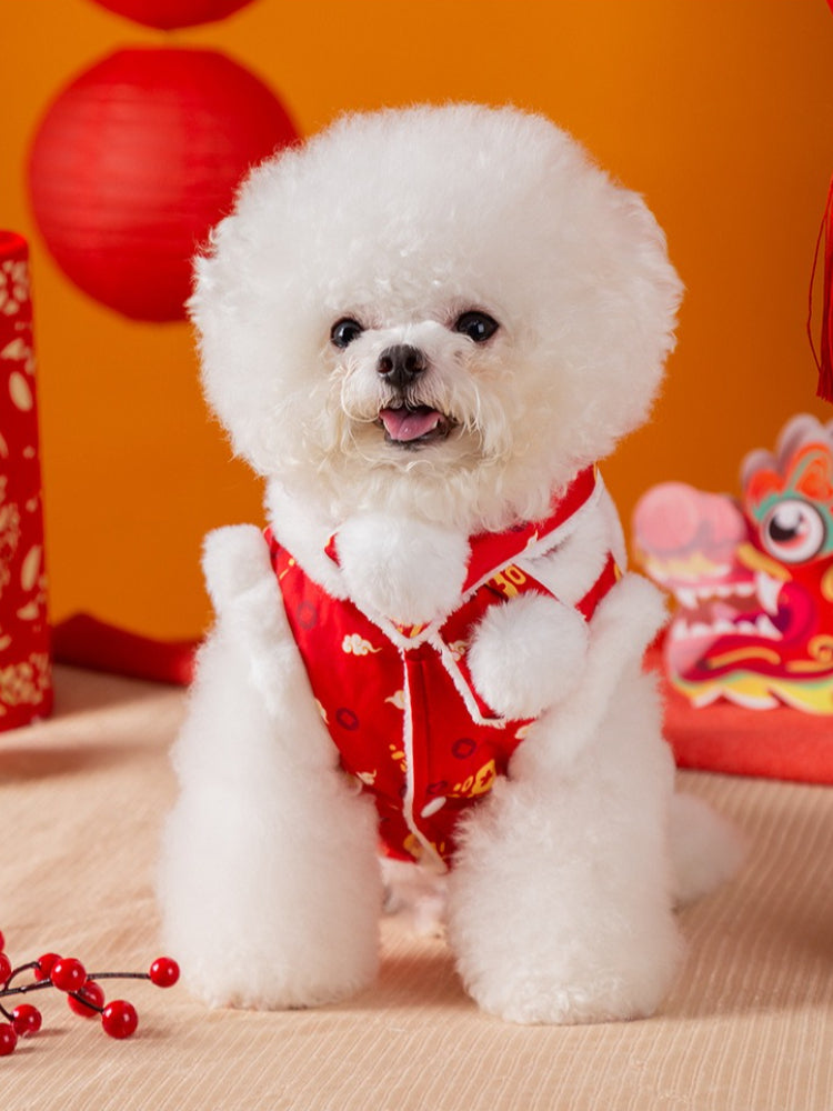 A white Bichon Frise dog wearing a red and white traditional Chinese style vest with gold cloud and character prints.