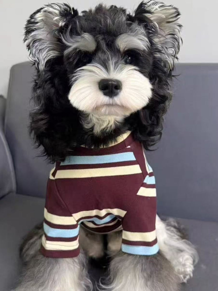 A miniature schnauzer dog wearing a striped long-sleeved shirt, sitting on a gray sofa.