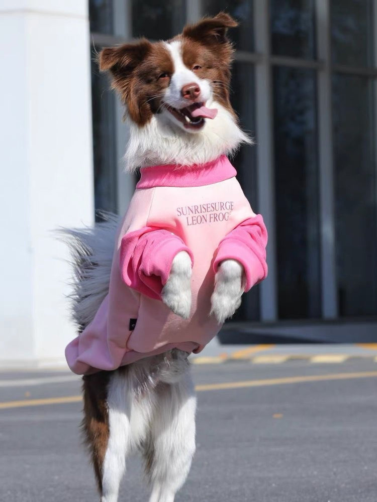 A brown and white Border Collie dog standing on hind legs outdoors wearing a pink and light pink dog sweater with a text graphic, showing its front paws.