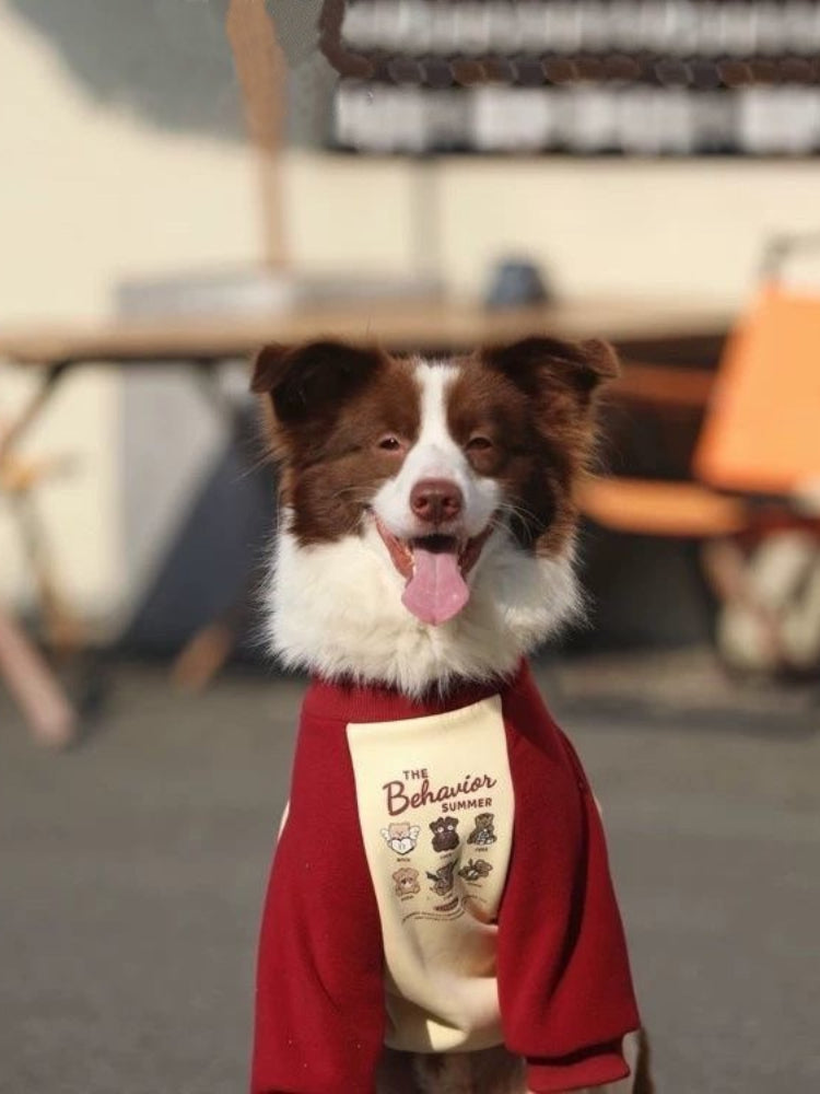 A brown and white Border Collie dog wearing a cream and maroon dog sweater, with its tongue out.