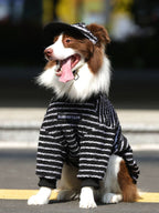 Border Collie dog wearing a black and white striped dog sweater and matching hat, sitting outdoors.