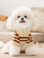 White poodle wearing a cream and brown striped dog sweater with embroidered bear appliques on the back